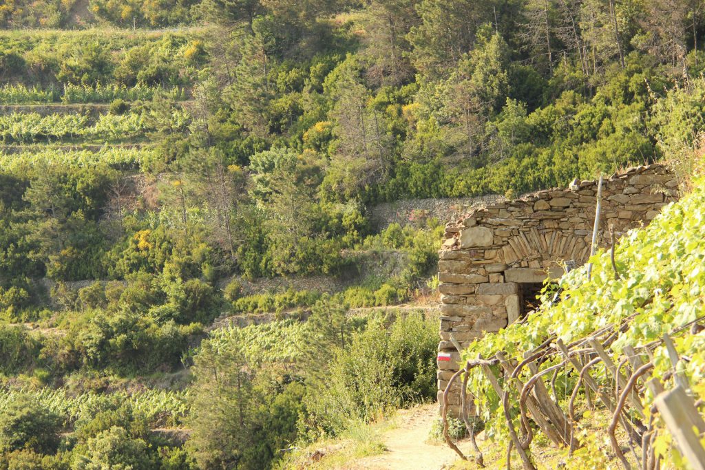 Corniglia