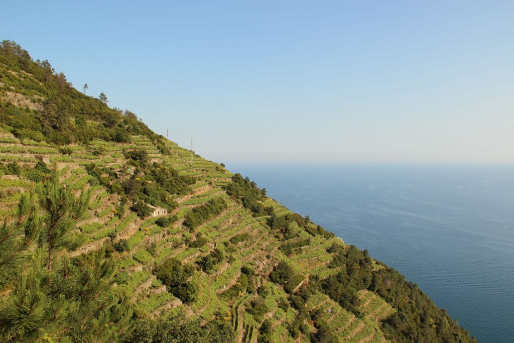 Volastra, Les terrasses des Cinque Terre