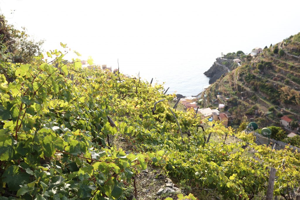 Hiking in Cinque Terre