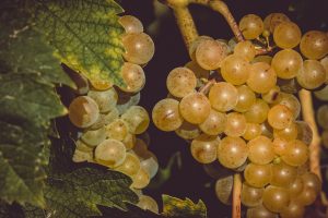 Vino delle Cinque Terre