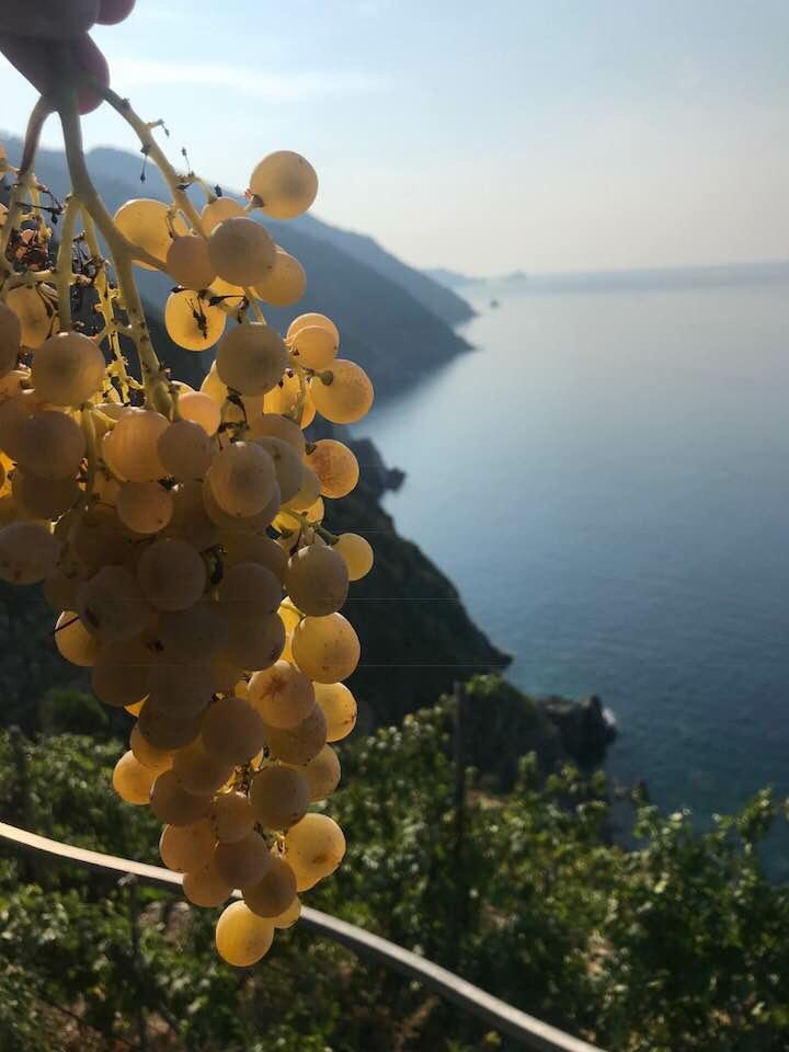 L'expérience œnologique de Possa à Riomaggiore