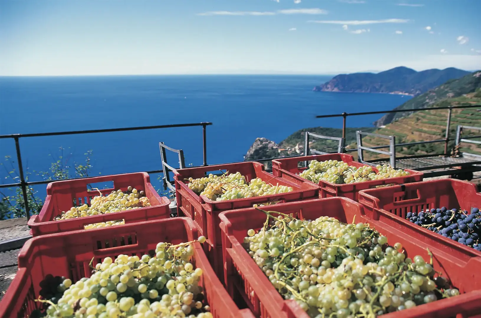 Cantina 5 Terre 15