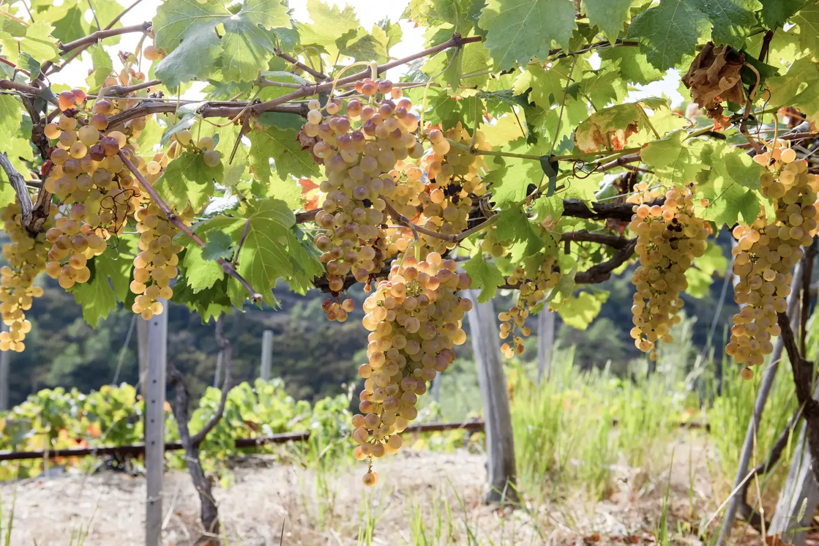 Cantina 5 Terre 8