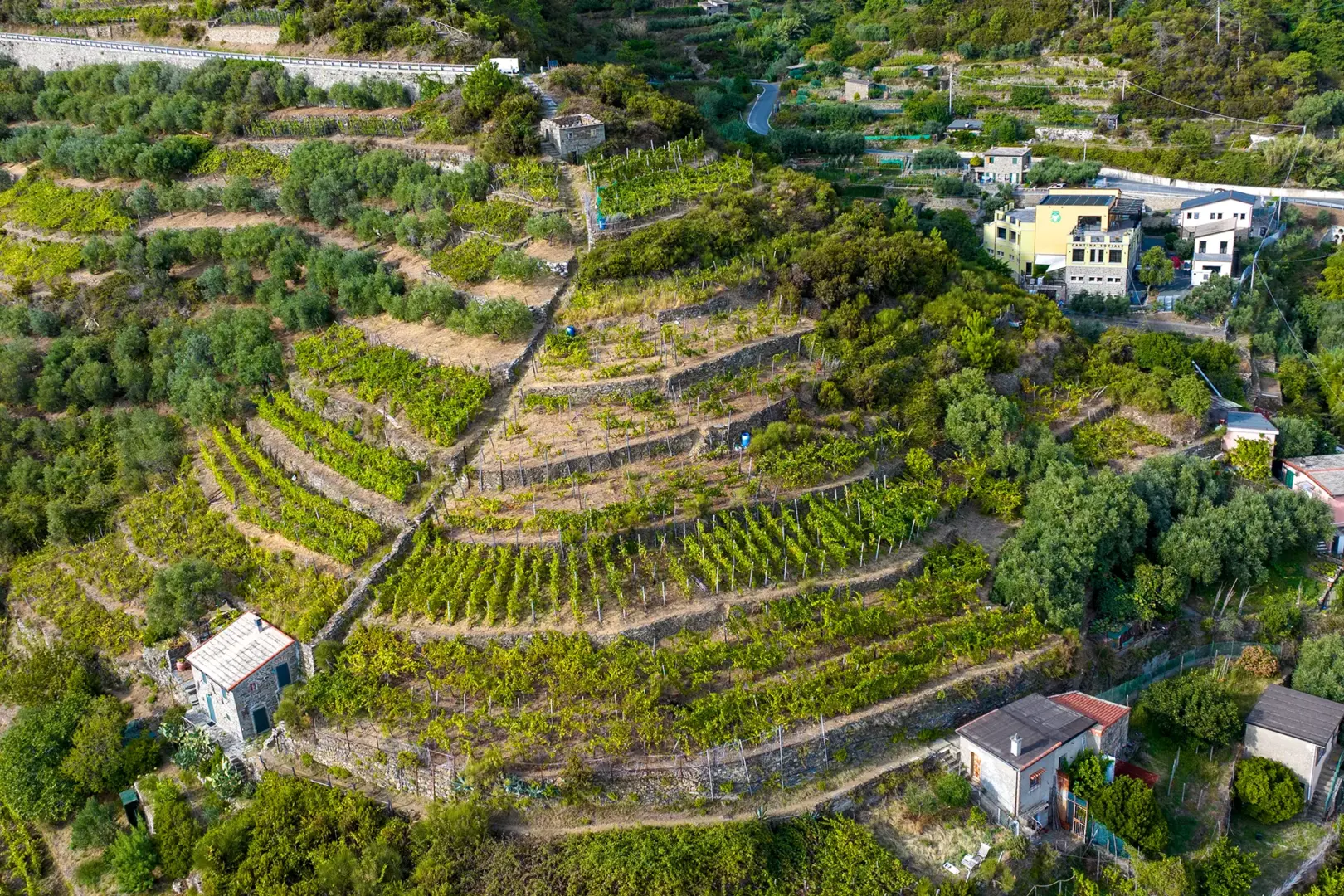 Cantina 5 Terre 4