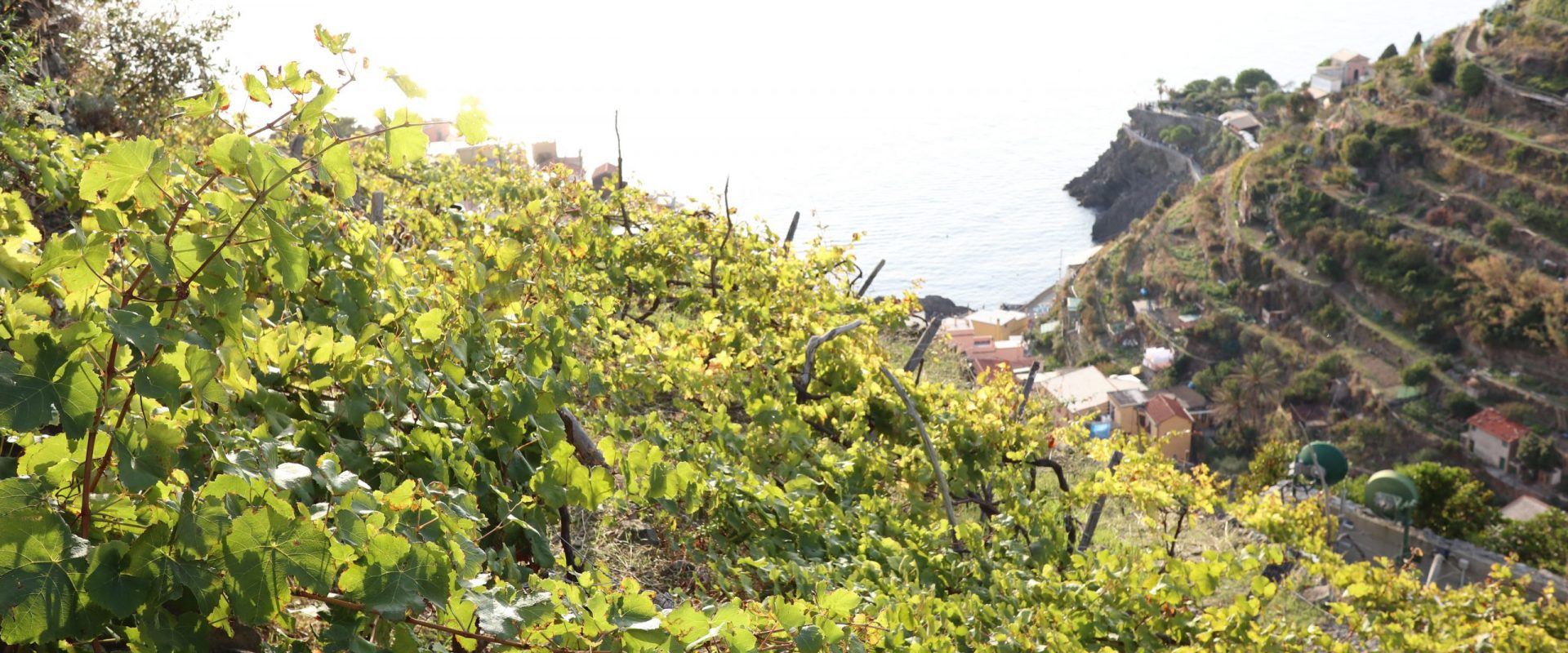 Hiking in Cinque Terre