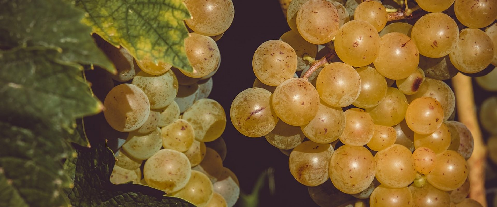 Sciacchetrà, the fine passito wine from the Cinque Terre