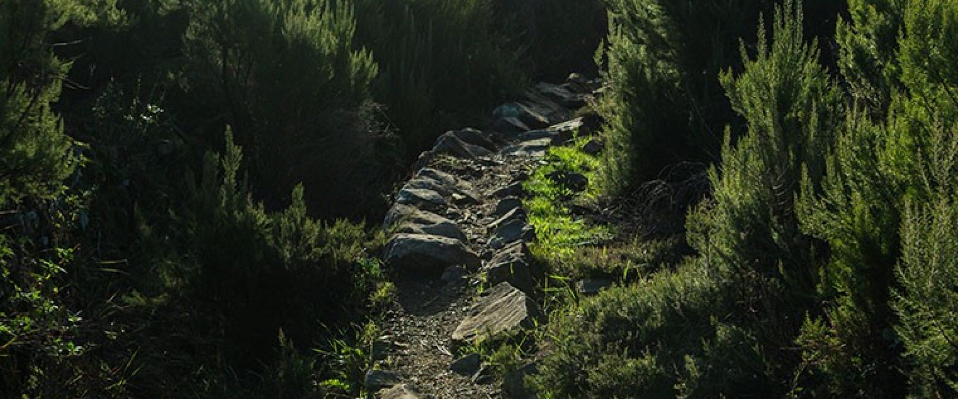 Holistic trekking in the Cinque Terre